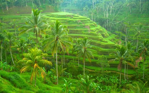 Indonezja - w krainie tysiąca wysp Jawa, Bali, Komodo Padar Island - tarasy ryżowe Bali (13).jpg